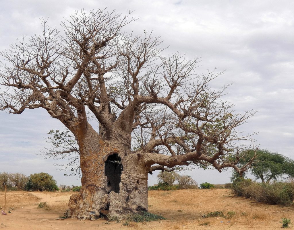 Powbab - Antioxidant Baobab Superfruit Chews plus FREE SHIPPING