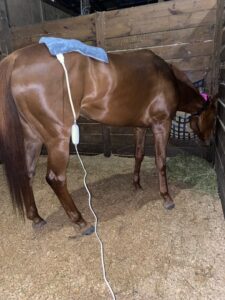 Is red light therapy wearable for horses picture 2