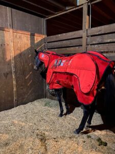 Is red light therapy wearable for horses pic