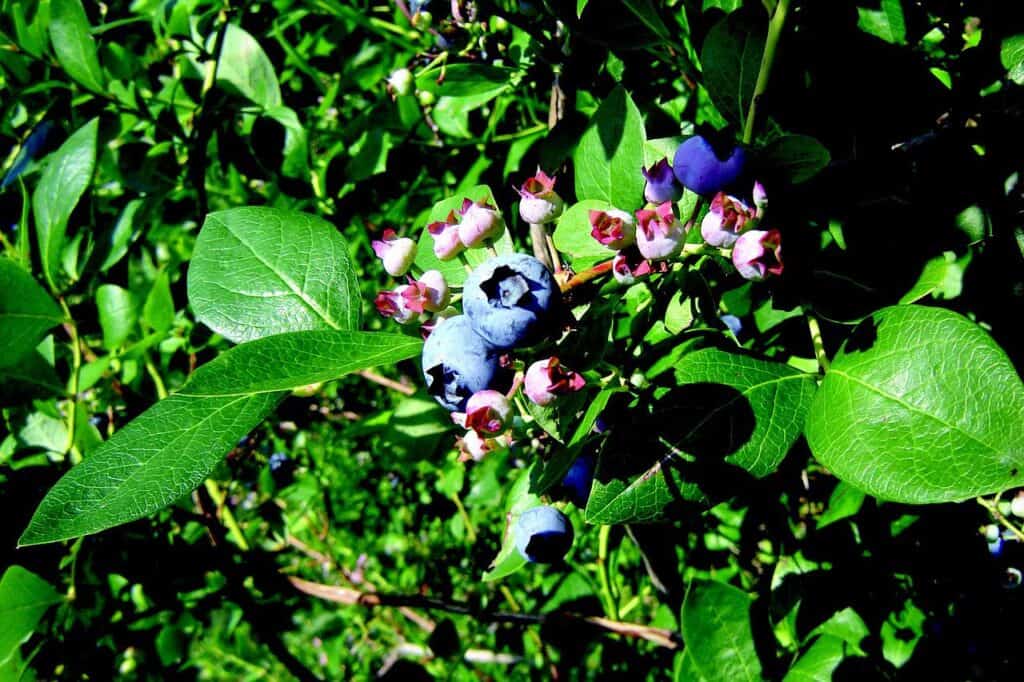 picture of bilberry extract