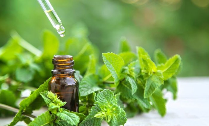 Peppermint essential oil for pulmonary function