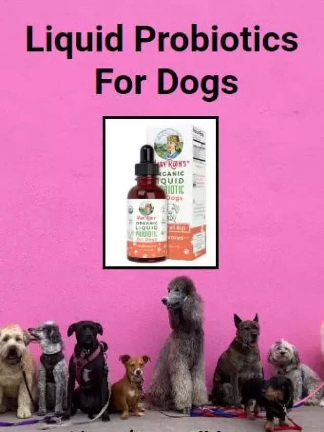 Dog Probiotics – Liquid Probiotics For Dogs